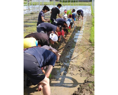 田植えの様子