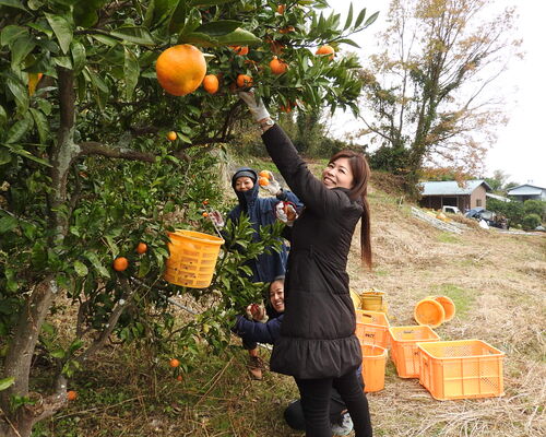 おひるねみかんをとる留学生